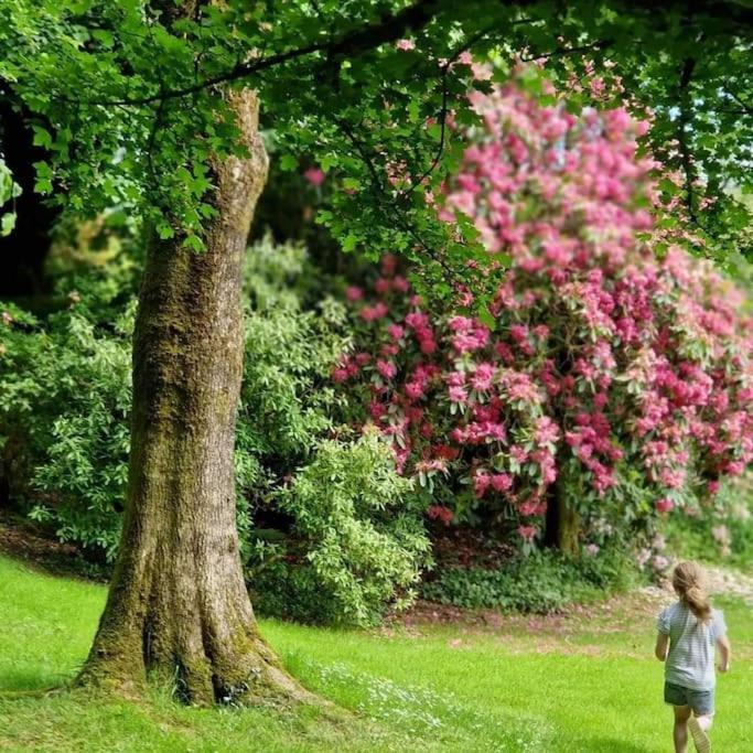 Lower Willsworthy Cottage تافيستوك المظهر الخارجي الصورة